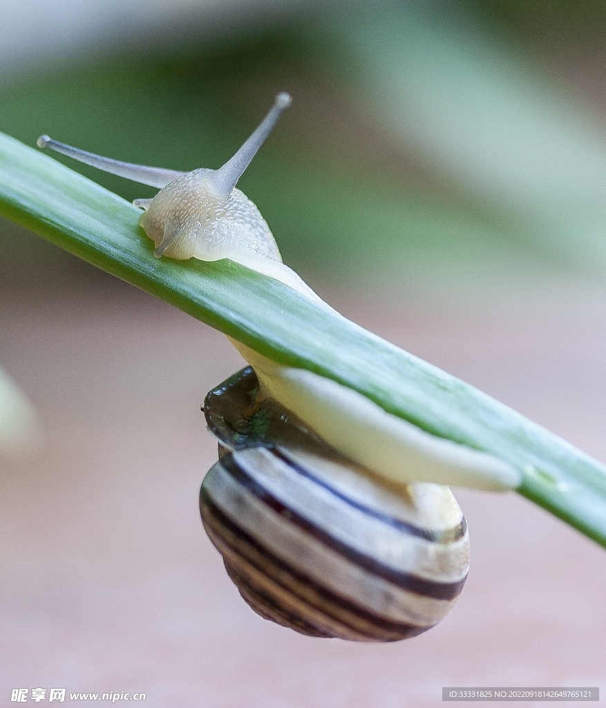 蜗牛