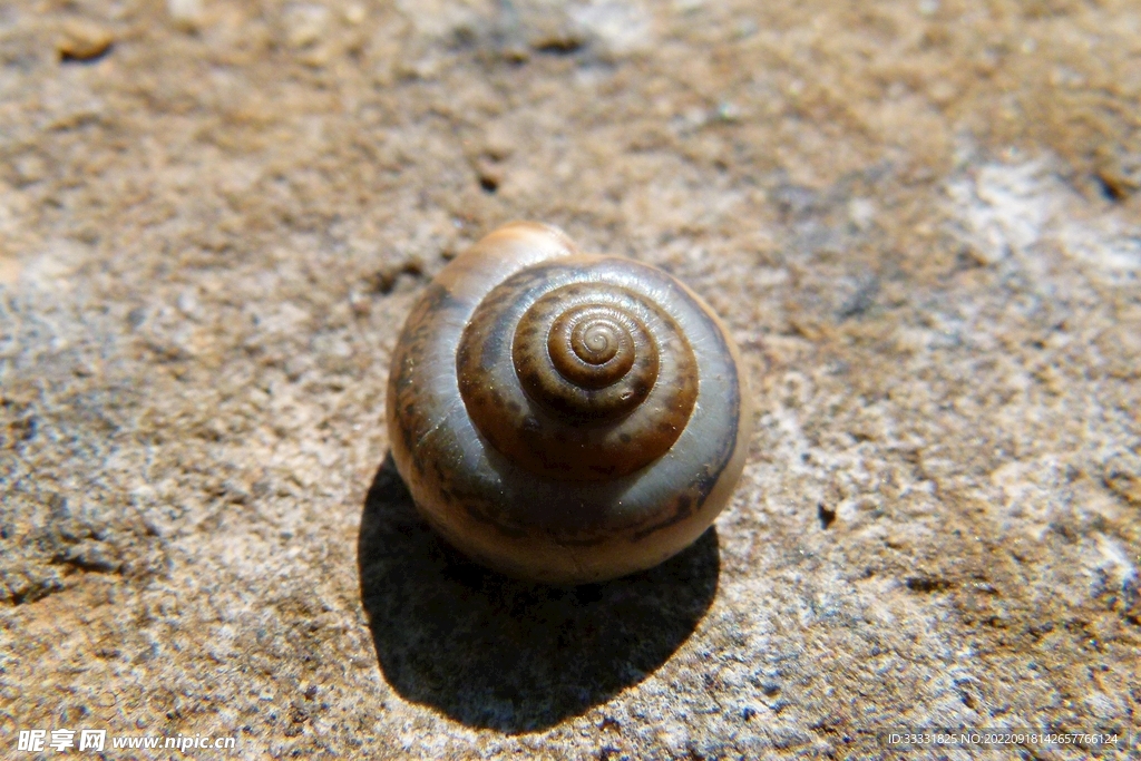 蜗牛