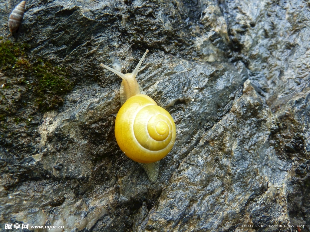 蜗牛