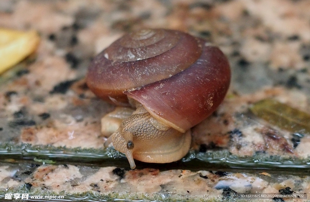 蜗牛