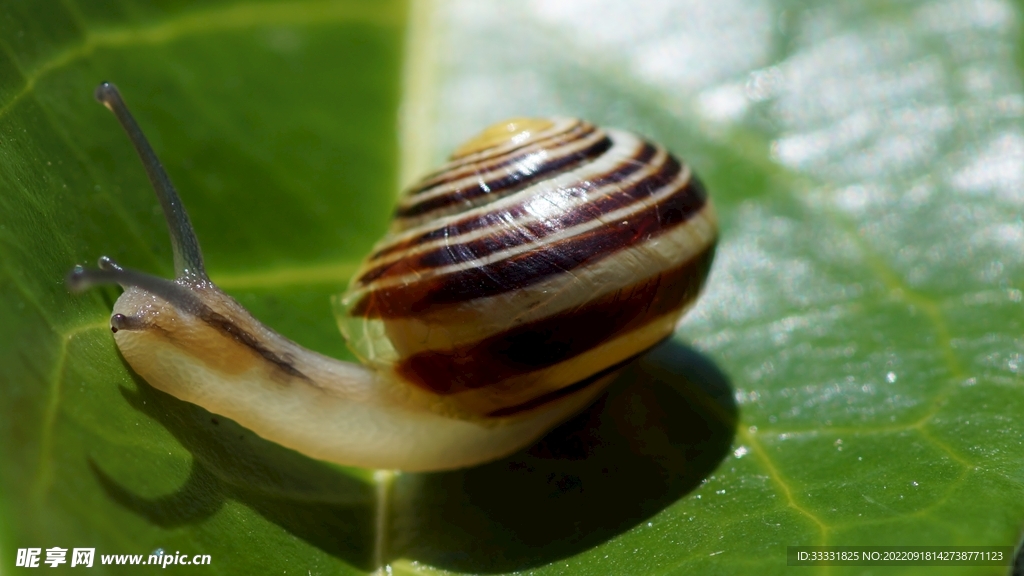 蜗牛
