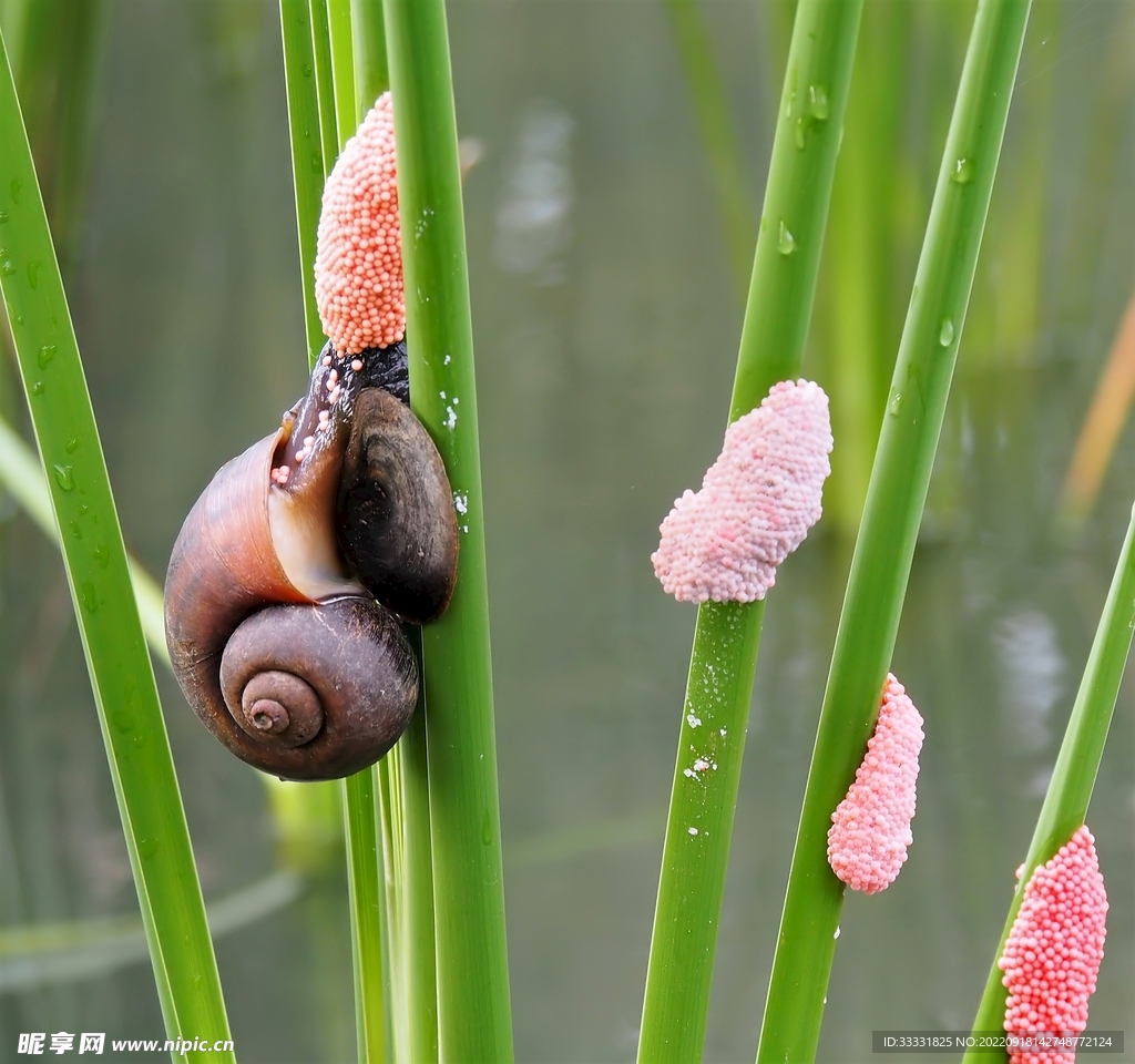 蜗牛