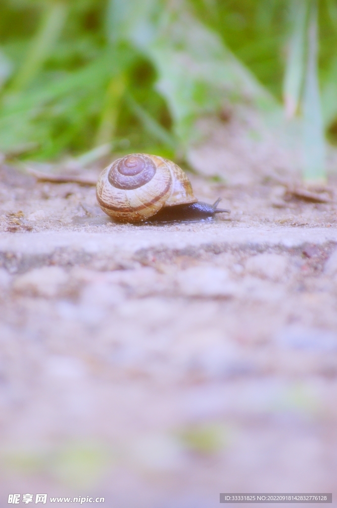 蜗牛