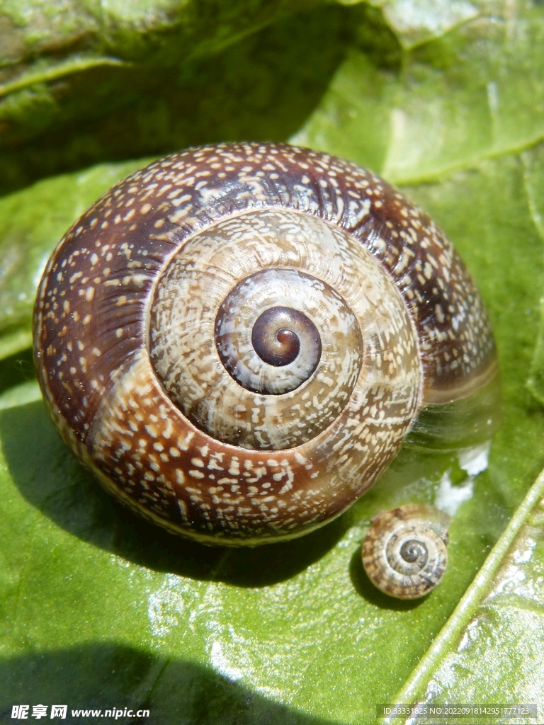 蜗牛