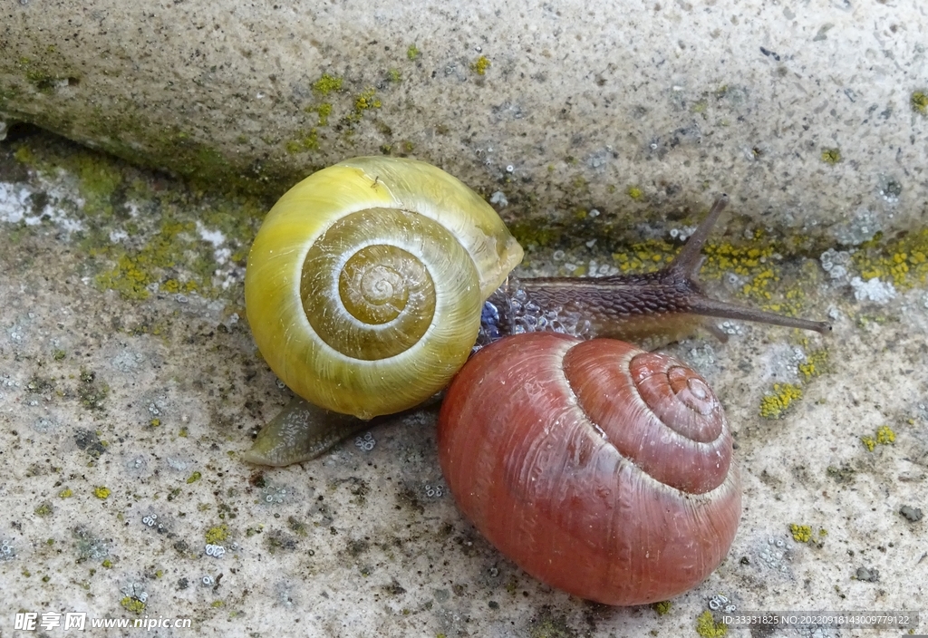 蜗牛