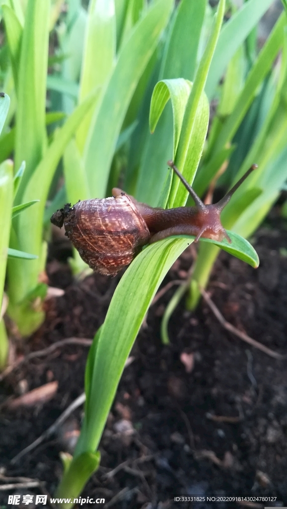 蜗牛