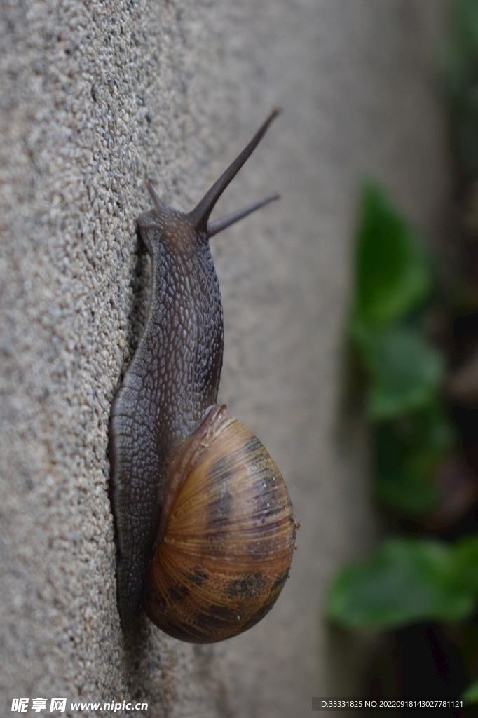蜗牛