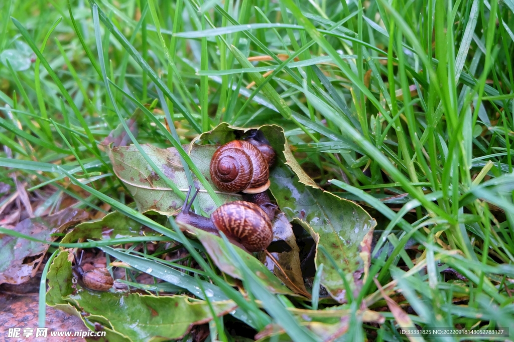 蜗牛