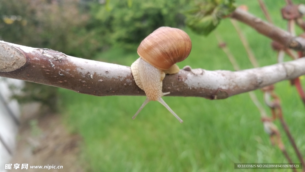 蜗牛