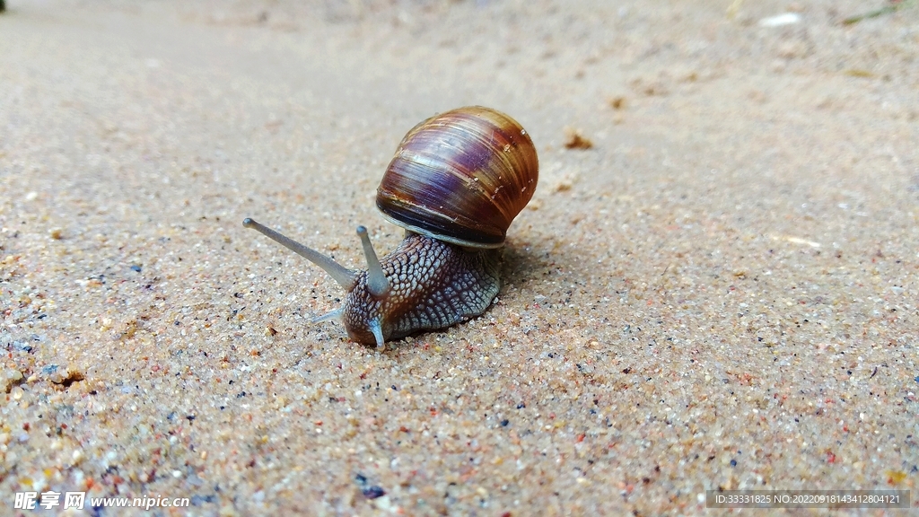 蜗牛