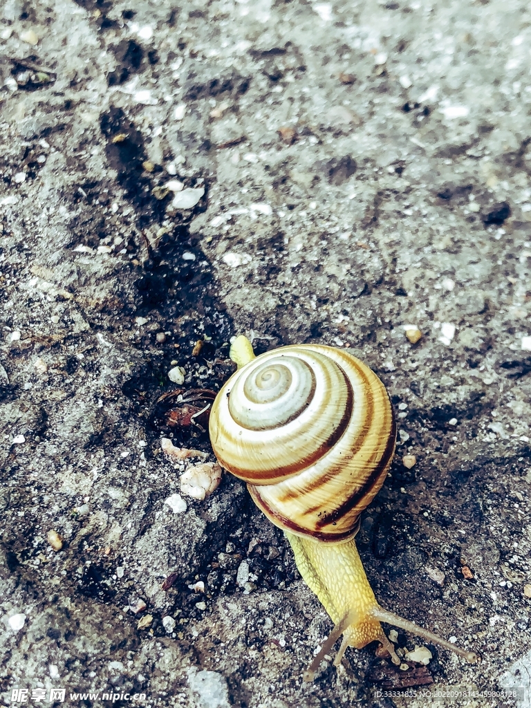 蜗牛