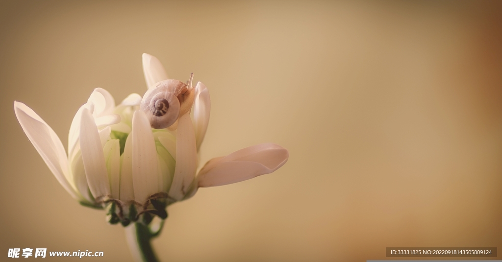 蜗牛