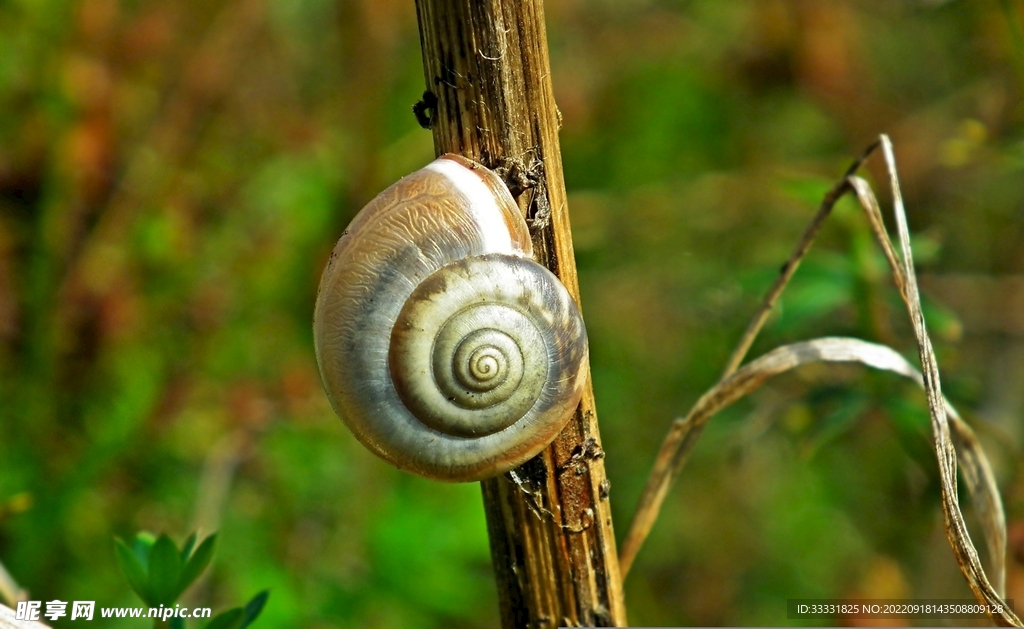蜗牛