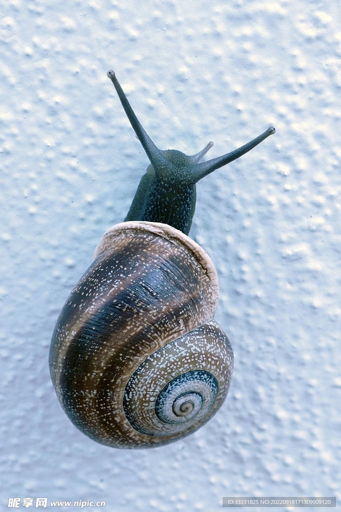 蜗牛