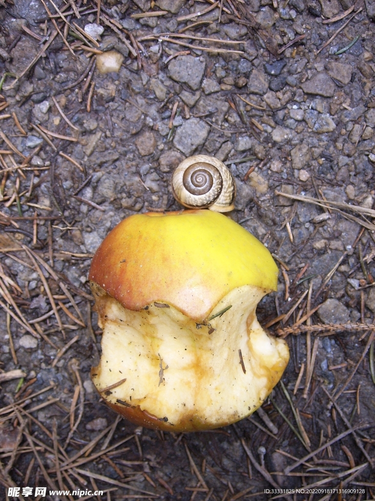蜗牛