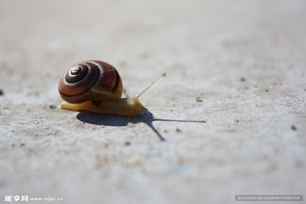 蜗牛