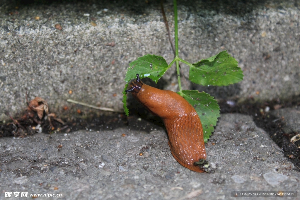 蜗牛