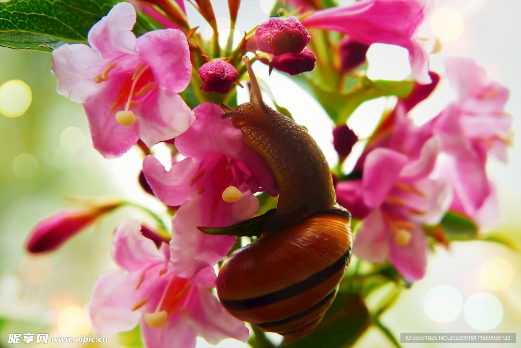 蜗牛