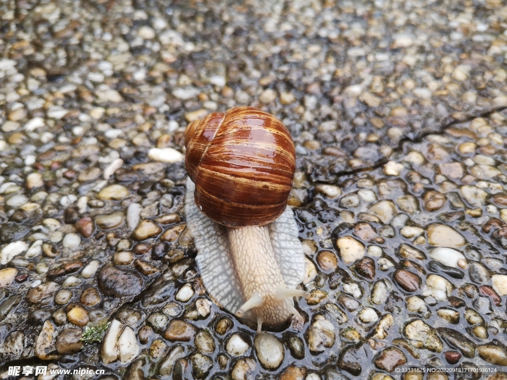 蜗牛