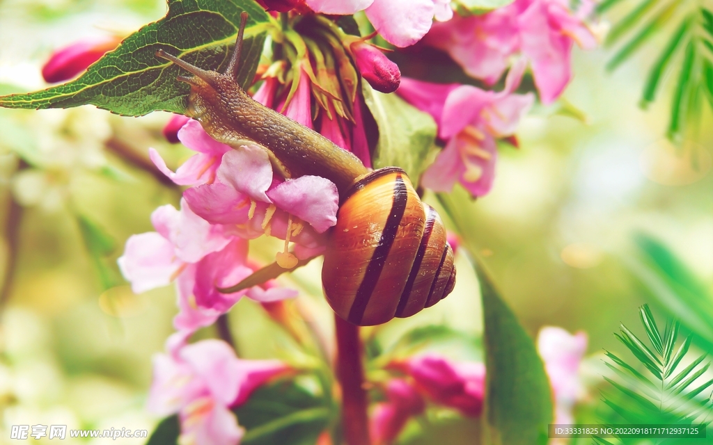 蜗牛