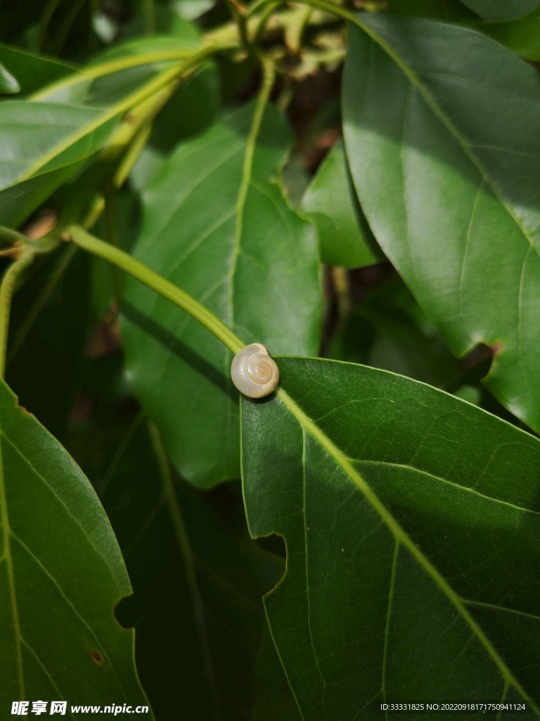 蜗牛