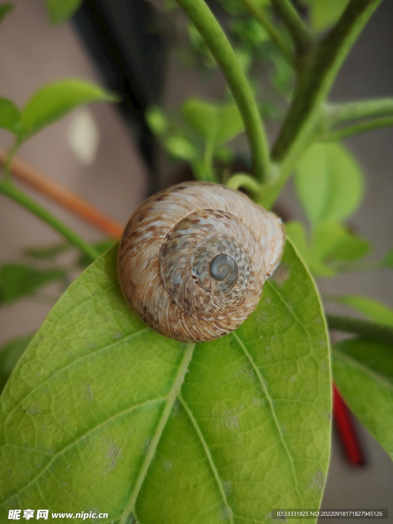 蜗牛