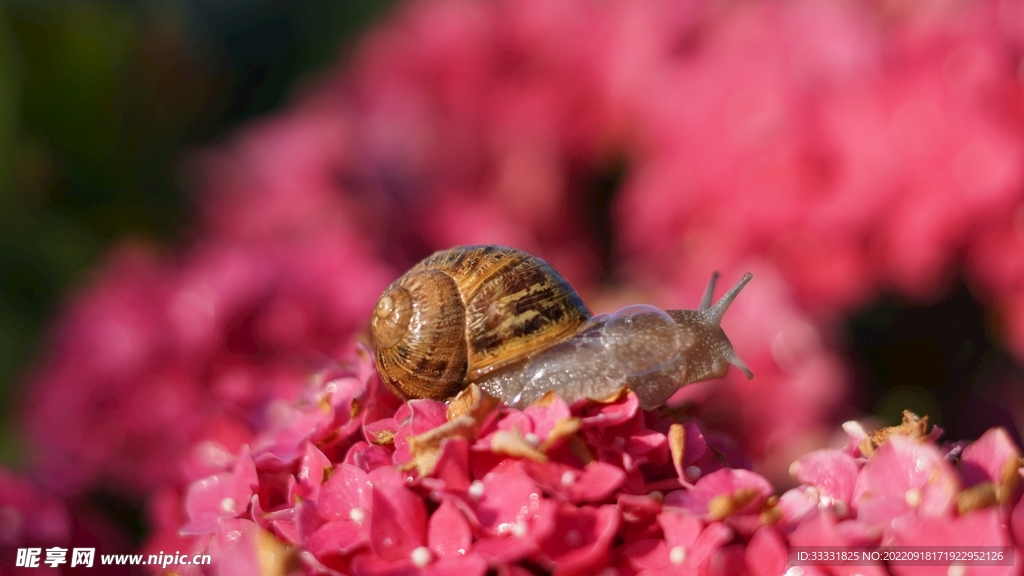 蜗牛