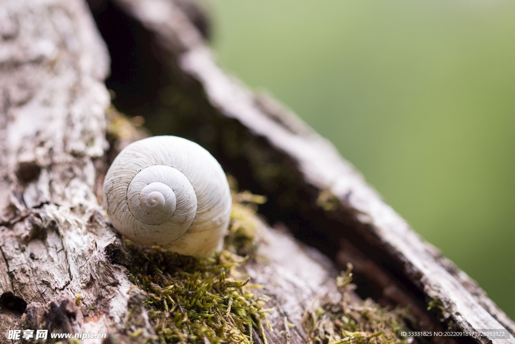 蜗牛