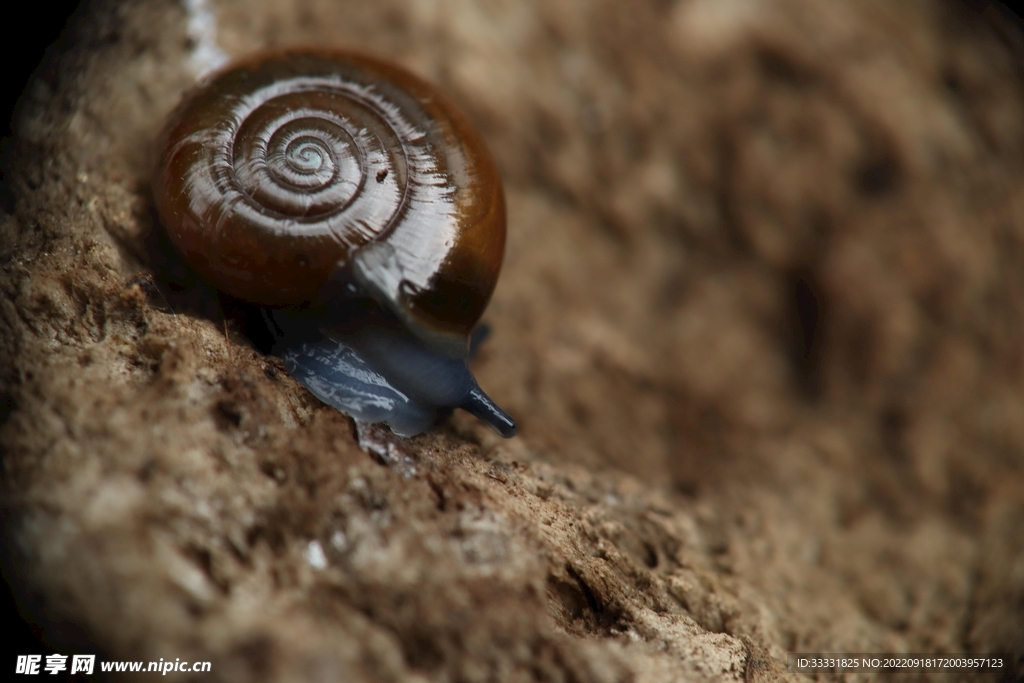 蜗牛