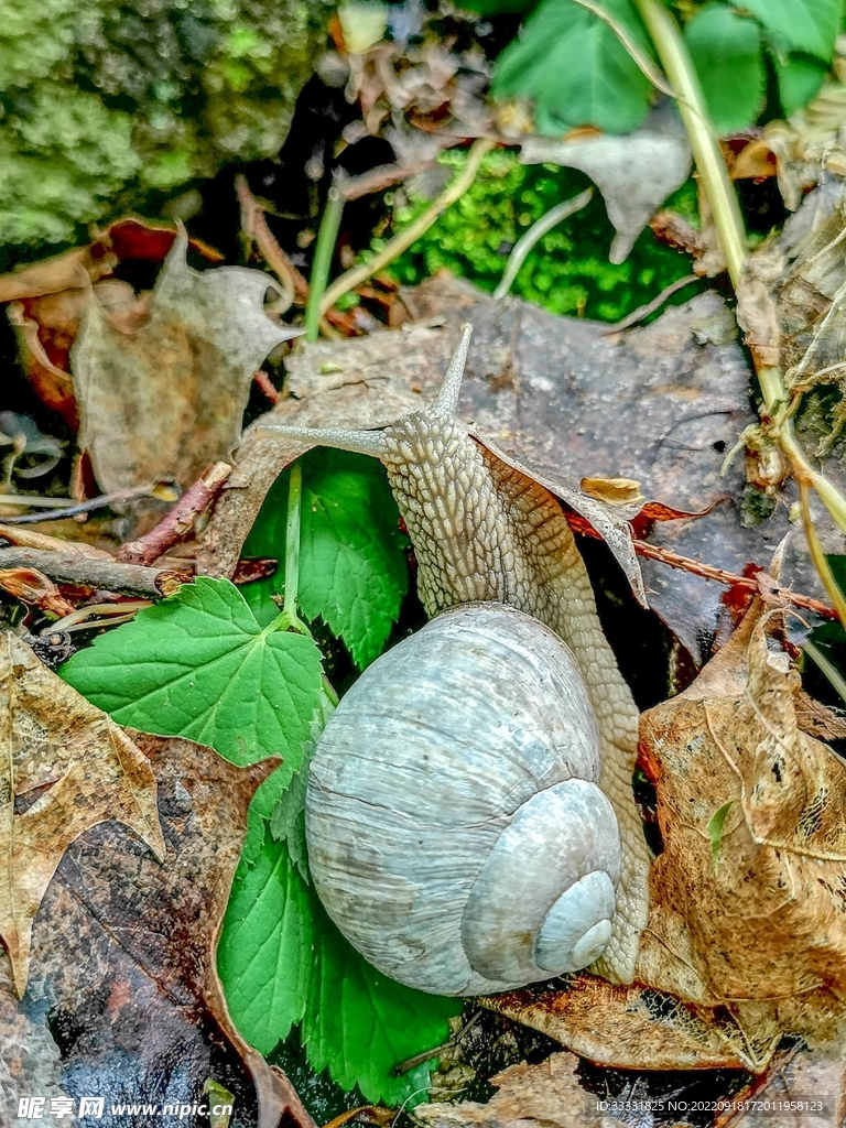 蜗牛