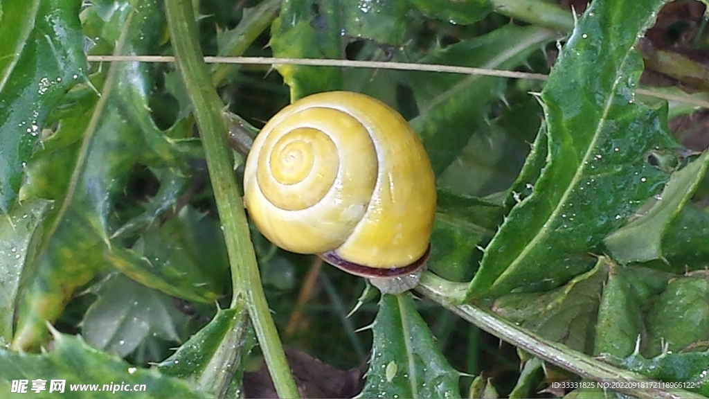 蜗牛