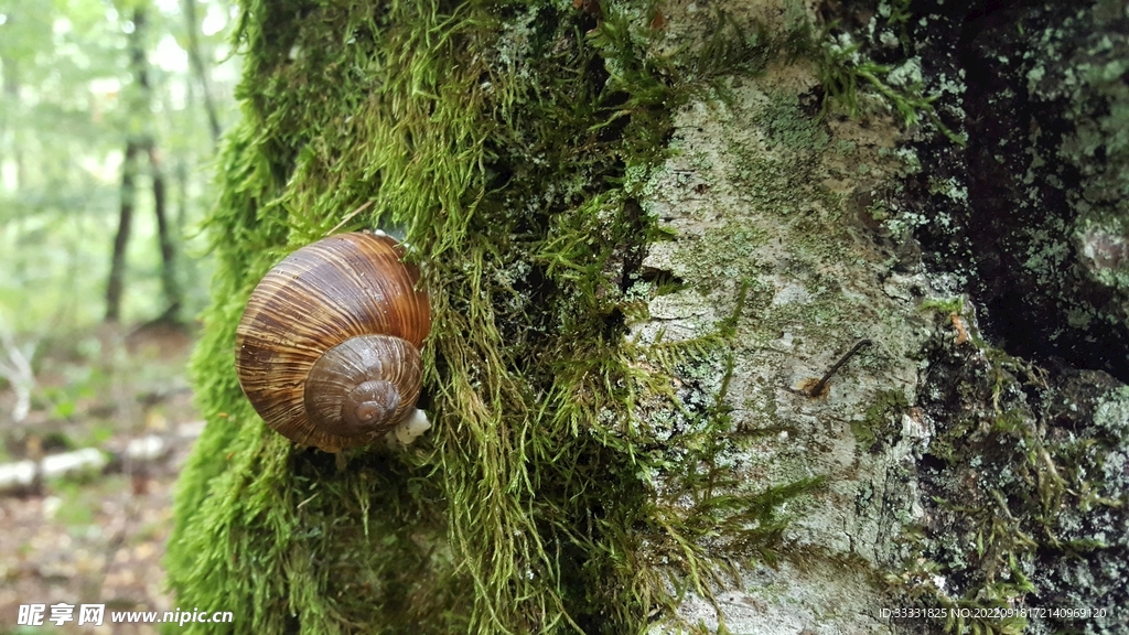 蜗牛