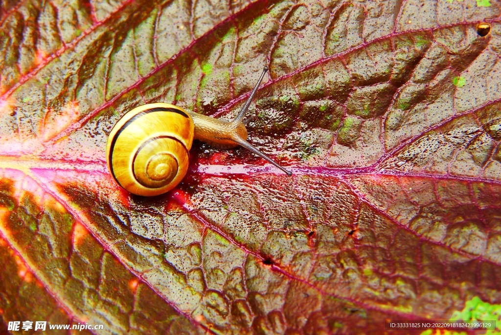 蜗牛