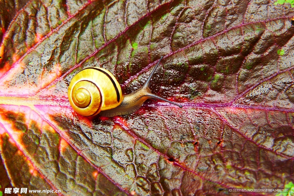蜗牛