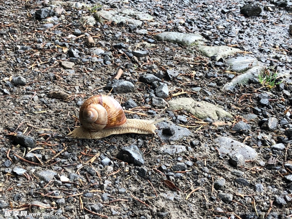 蜗牛