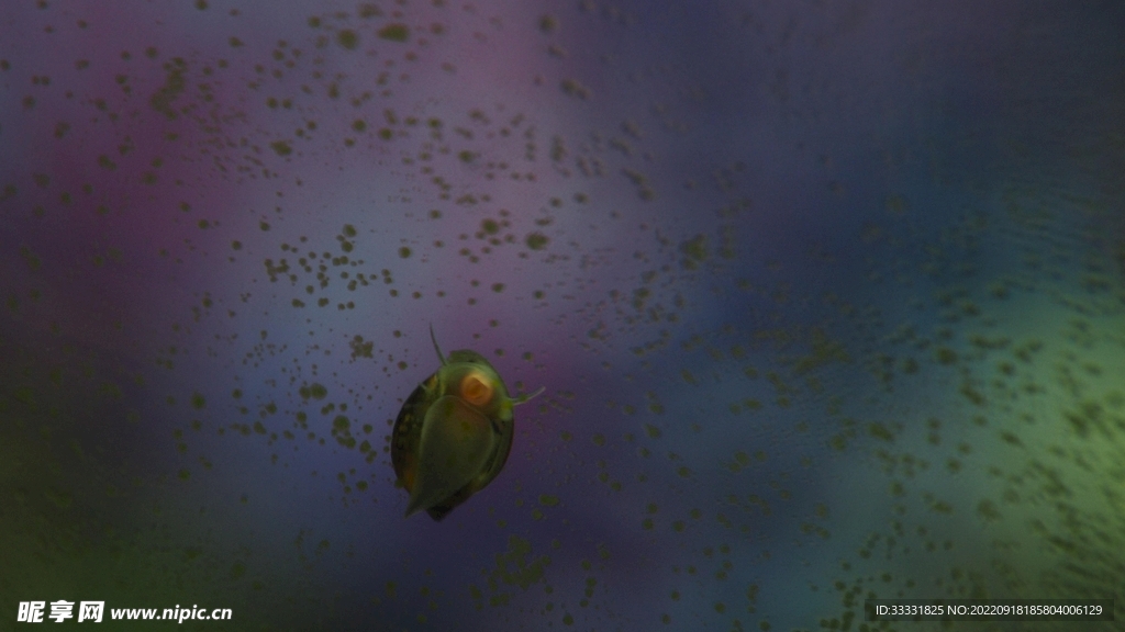 蜗牛