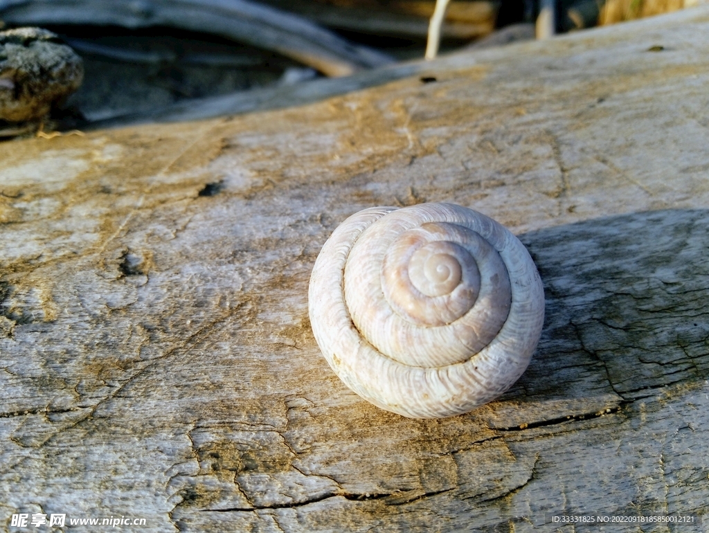 蜗牛
