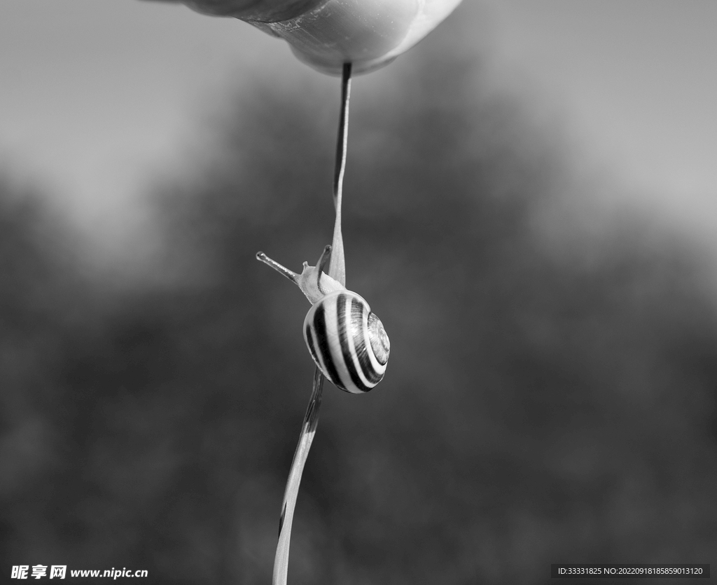 蜗牛
