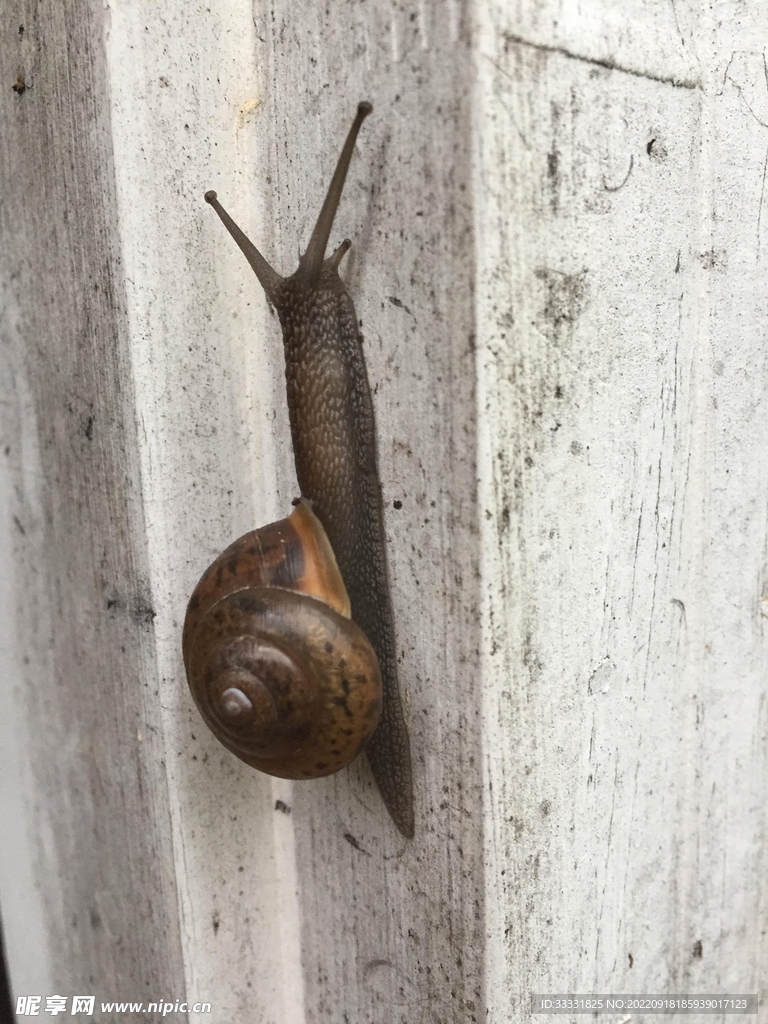 蜗牛