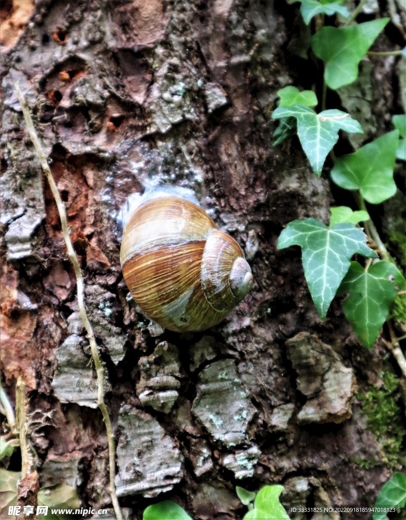 蜗牛