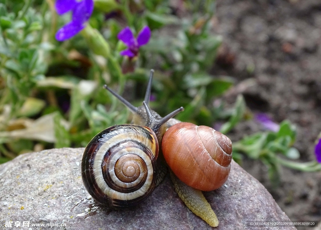 蜗牛
