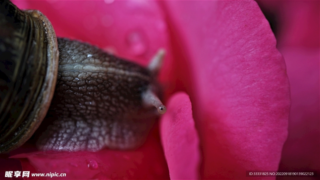 蜗牛
