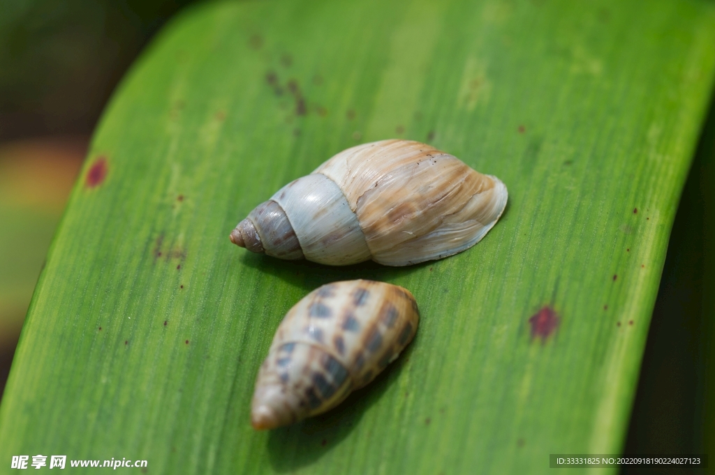 蜗牛