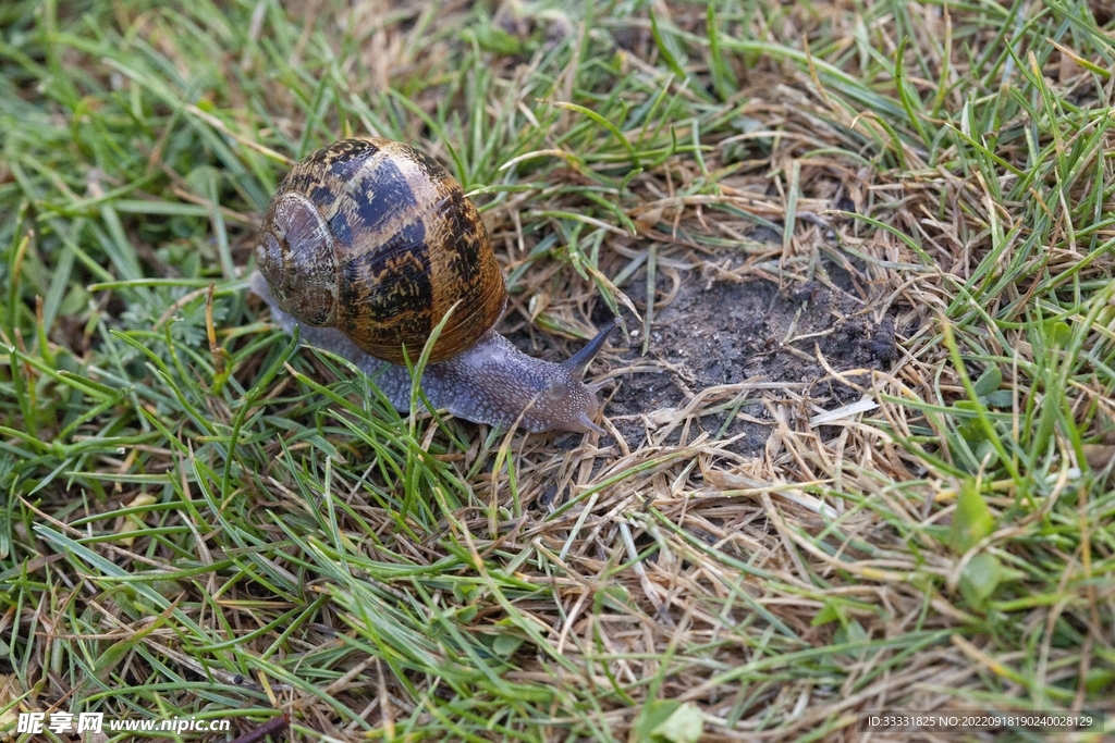 蜗牛