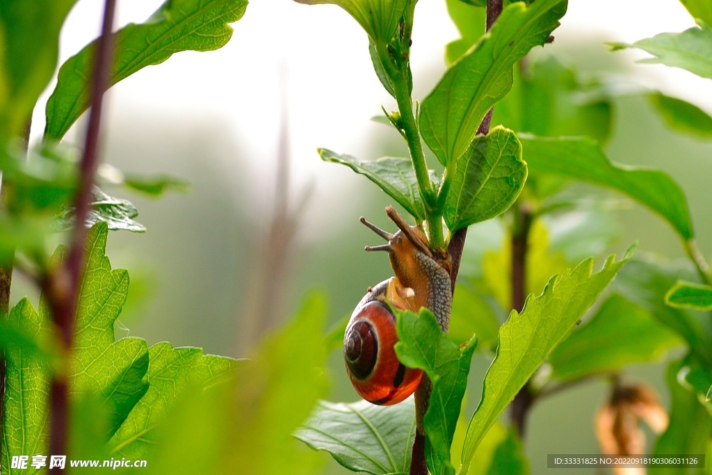 蜗牛