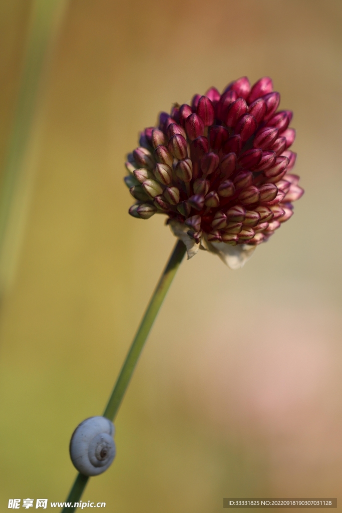 蜗牛