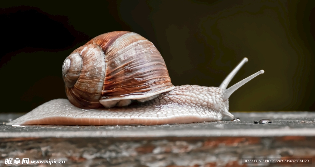 蜗牛
