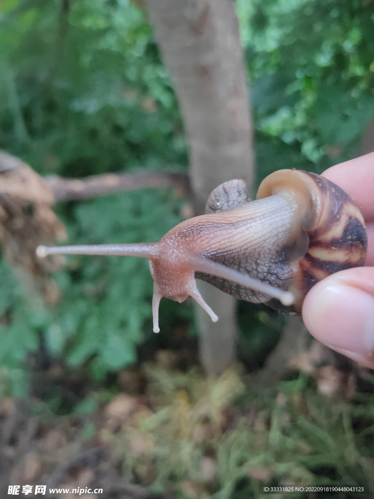 蜗牛