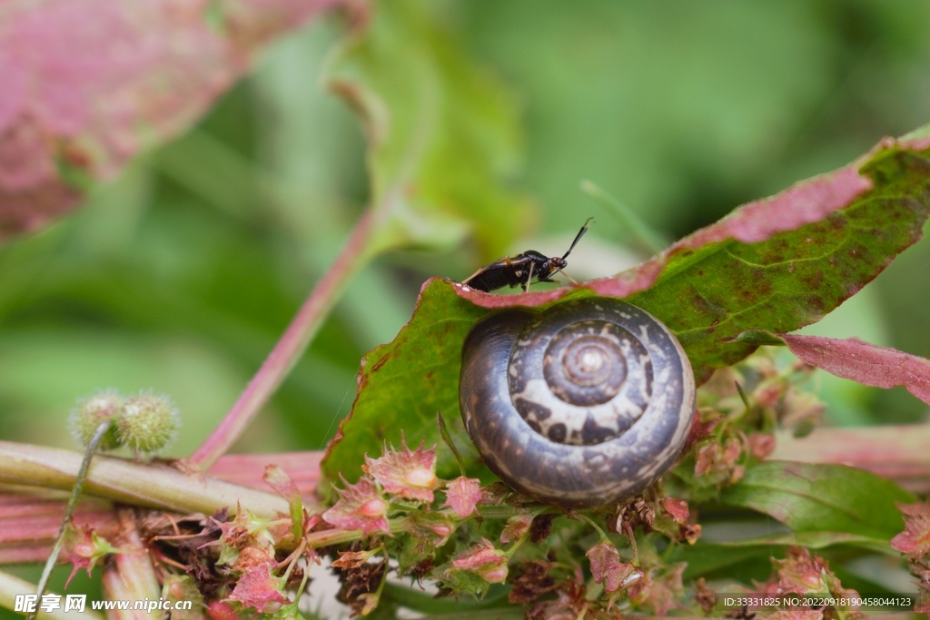 蜗牛
