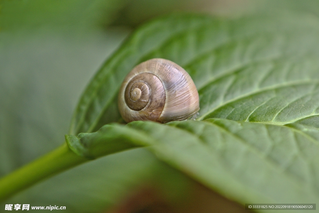 蜗牛